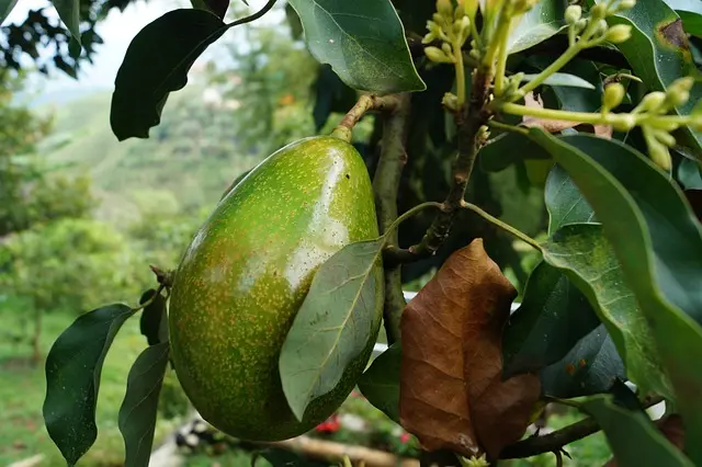 Aceite de palta y el medio ambiente